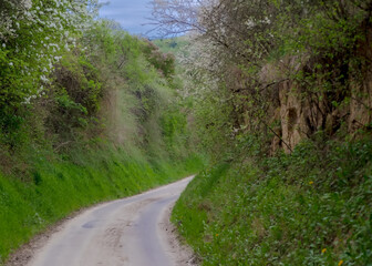Droga asfaltowa przez wąwóz w pochmurny wiosenny dzień. Wiosna w pagórkowatym, malowniczym terenie poprzecinanym wąwozami. Piękne okolice Ostrowca. - obrazy, fototapety, plakaty