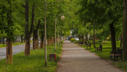 Chodnik w mieście wśród starych drzew w środku wiosny. Miasto skąpane wiosną w obfitości zielonych roślin. - obrazy, fototapety, plakaty