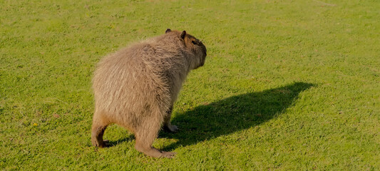 Kapibara zaczyna jeść świeżą trawę. Największy gryzoń świata na słonecznej, trawiastej równinie. Duży kuzyn świnki morskiej. - obrazy, fototapety, plakaty