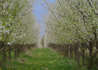 Kwitnący sad wiśniowy (sacura w Polsce). Kwitnące wiśnie w sadzie pod zachmurzonym niebem na...