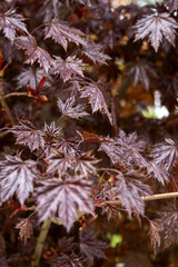 Red leaves of Japanese maple tree branches. Nature floral autumn backgrounds