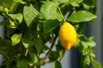 a single yellow lemon on a lemon tree