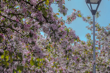Pięknie kwitnące drzewa owocowe w parku miejskim. Ozdobne drzewa owocowe z chmurą różowych kwiatów kwitnących w oazie zieleni w mieście. - obrazy, fototapety, plakaty