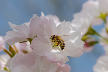 Pszczoła na różowym kwiecie migdałowca (migdałek). Pracowity owad zbierający nektar (i...