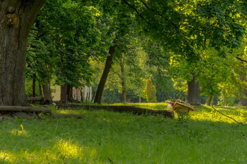 Piękny park ze starymi drzewami, w środku wiosny. Szczyt rozwoju wiosennego , w parku bogatym w...