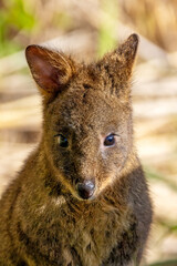 Tasmanian Pademelon, Thylogale billardierii, also known as the rufous-bellied pademelon or red-bellied pademelon. A marsupial relative of wallabies and kangaroos and found in Tasmania.