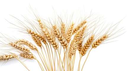 Fototapeta premium Ripe wheat grains on a snow-white background