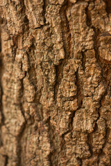 avocado tree trunk bark and detailed grain pattern