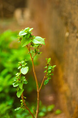 a single shot of an African - Nigerian scented-leaf plant