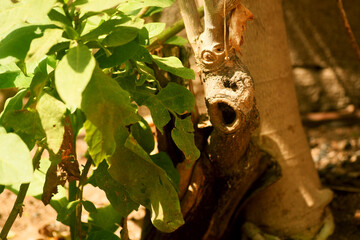 African - Nigerian broad leaf plant trunk and root