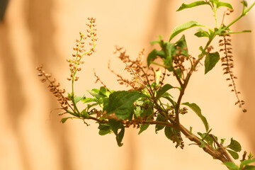 African - Nigerian scented-leaf plant