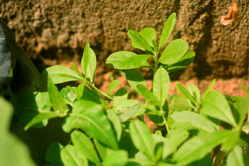 African - Nigerian water leaf plant