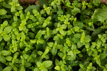 An overhead shot of a numerous African mint plant