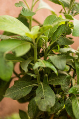 Close shot of a round shaped leaved plant