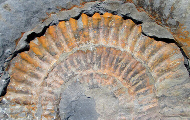 part of a large Ammonite fossil exposed in the rocks on Kilve beach in Somerset 