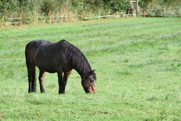 A single dark brown horse grazing in a lush green field on a sunny day