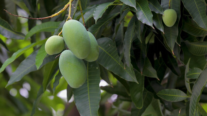 sunshine, mango tree, ripe, mango, fruit