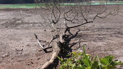 Telaga Warna volcanic lake in the Dieng plateau during the dry season looks dry.