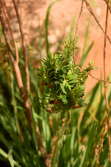 Blossoming desert cactus plant in a lush grass
