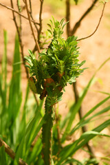 Blossoming desert cactus plant