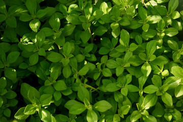 Green floral leaves from a lush herbs garden