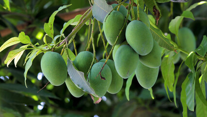 sunshine, mango tree, ripe, mango, fruit