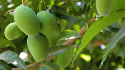 sunshine, mango tree, ripe, mango, fruit