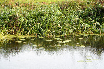 A lush green river bank with reeds and lilies growing in the rippled water