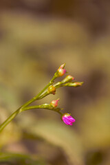 A close short of a flowers and leaves