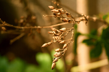 Dry seedling pods in the sun