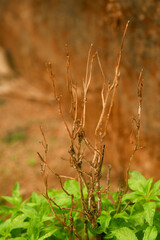 Fototapeta premium Dry and dead plant within green leaves