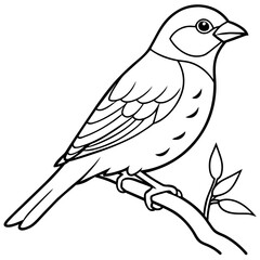 Bird coloring book vector illustration (15)