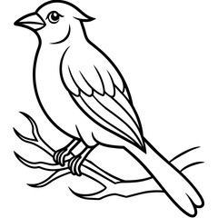 Bird coloring book vector illustration (34)