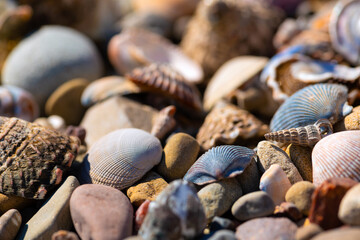 Close-up of conch shells and snail shells washed up by the Pacific Ocean on Carpinteria Beach (California, USA) on the US West Coast. Collection of colorful found objects with selective focus in sun.