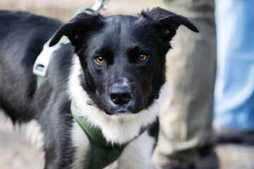 The McNab Dog, also called the McNab Shepherd or McNab Collie. Portrait of black and white McNab Shepherd.