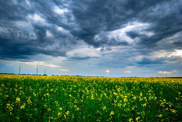 Overhead power line on the middle of field with rape. Yellow flowers and clouds over the forest ....