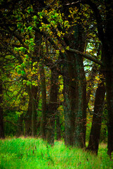 Forest and field . Road to forest . Green field . Clouds and rainstorm over the lands . Landscape in stormy day /Summer forest . Green colors in nature 