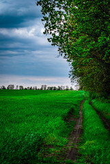 Landscape with trees and forest . Green grass .Summer colors . Field and road. Trees in forest . Stormy weather over the forest . Clouds and rainstorm