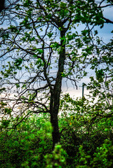 Landscape with trees and forest . Green grass .Summer colors . Field and road. Trees in forest . Stormy weather over the forest . Clouds and rainstorm