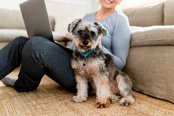 Cute pet dog sitting with owner in the living room