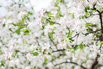 Apples Garden blossom. Concept of flora and gardening. Beautiful white flowers