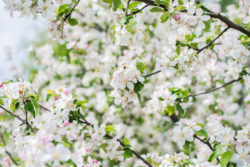 Apples Garden blossom. Concept of flora and gardening. Beautiful white flowers