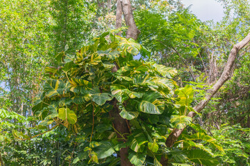 Fototapeta premium Mature Golden Pothos climbing up tree in Florida landscape