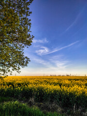 Obraz premium Landscapes and buildings . Forest and trees . Spring landscapes . Lake and trees . Spring beautiful . Fields and Blue sky In Ukraine , Woods and roads 