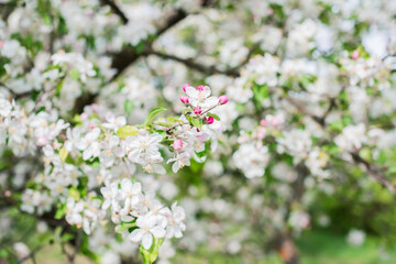 Apples Garden blossom. Concept of flora and gardening. Beautiful white flowers