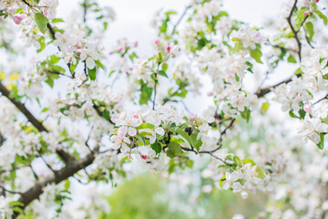 Apples Garden blossom. Concept of flora and gardening. Beautiful white flowers