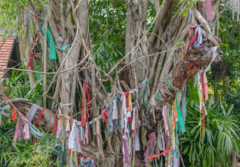 Close up of mature Indian Banyan tree with multiple tied prayer flags and scarfs