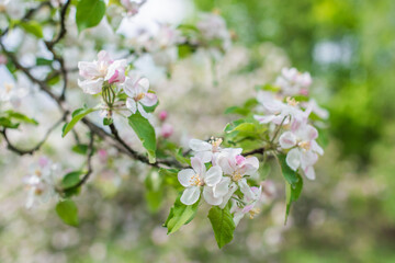 Apples Garden blossom. Concept of flora and gardening. Beautiful white flowers