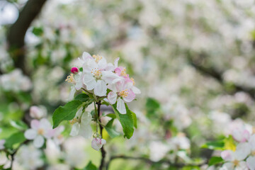 Apples Garden blossom. Concept of flora and gardening. Beautiful white flowers