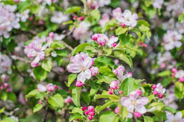 Apples Garden blossom. Concept of flora and gardening. Beautiful white flowers